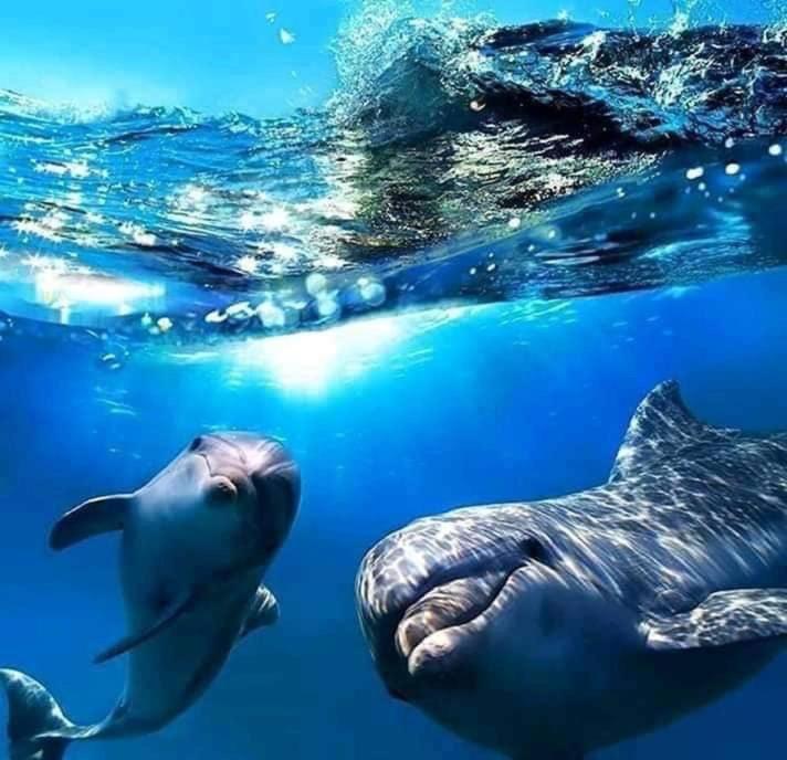 ボカス・タウン Dolphin Bay Hideaway Bed & Breakfast エクステリア 写真